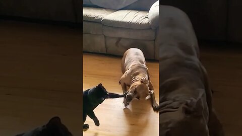 Cat Sucker Punches and Attacks Pitbull #shorts #pets #funny #attack