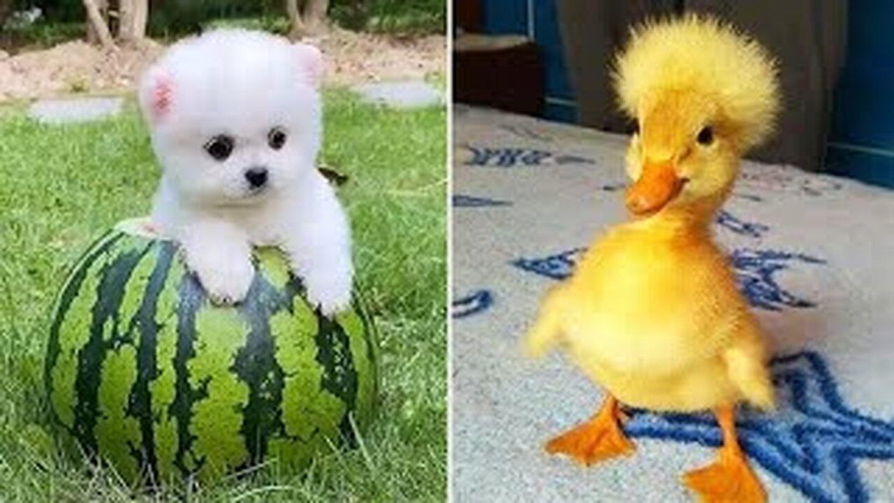 Funniest Animals 😂 Best Funny Cats and Dogs 😻🐶