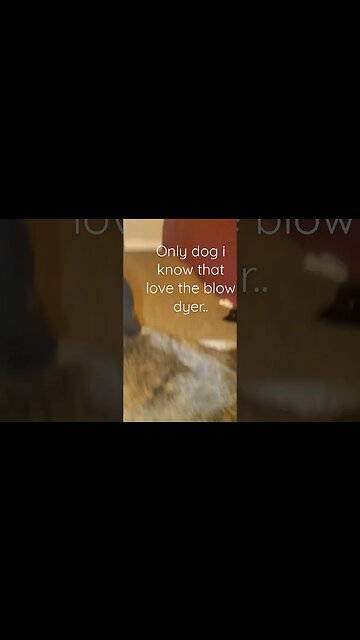 dog loves blow dryer.. @TalkwithSally #shortsvideo #dog #socialmedia