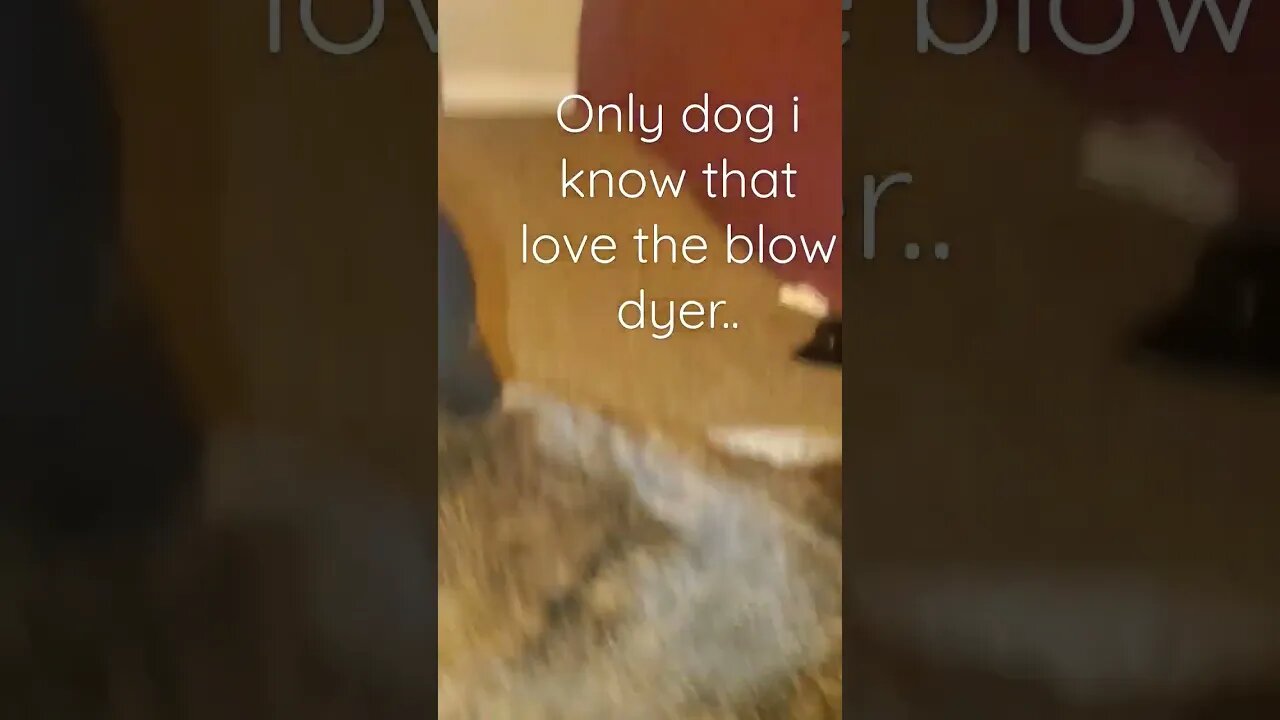 dog loves blow dryer.. @TalkwithSally #shortsvideo #dog #socialmedia