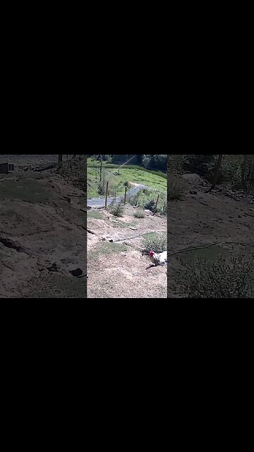 Farm cam: monitoring animals