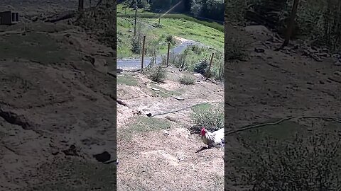 Farm cam: monitoring animals
