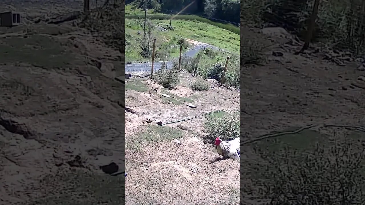 Farm cam: monitoring animals