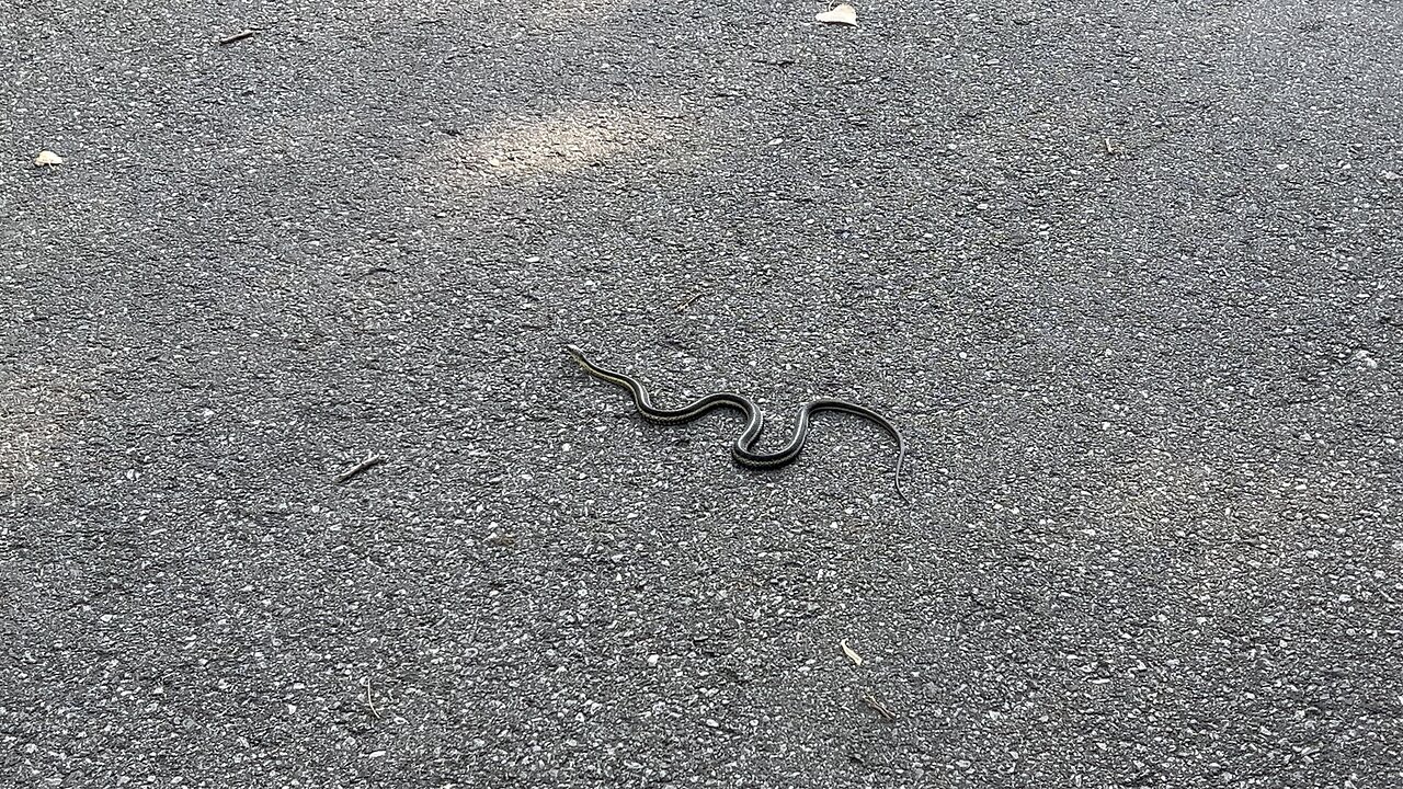 Toronto Centre Island Garter Snake