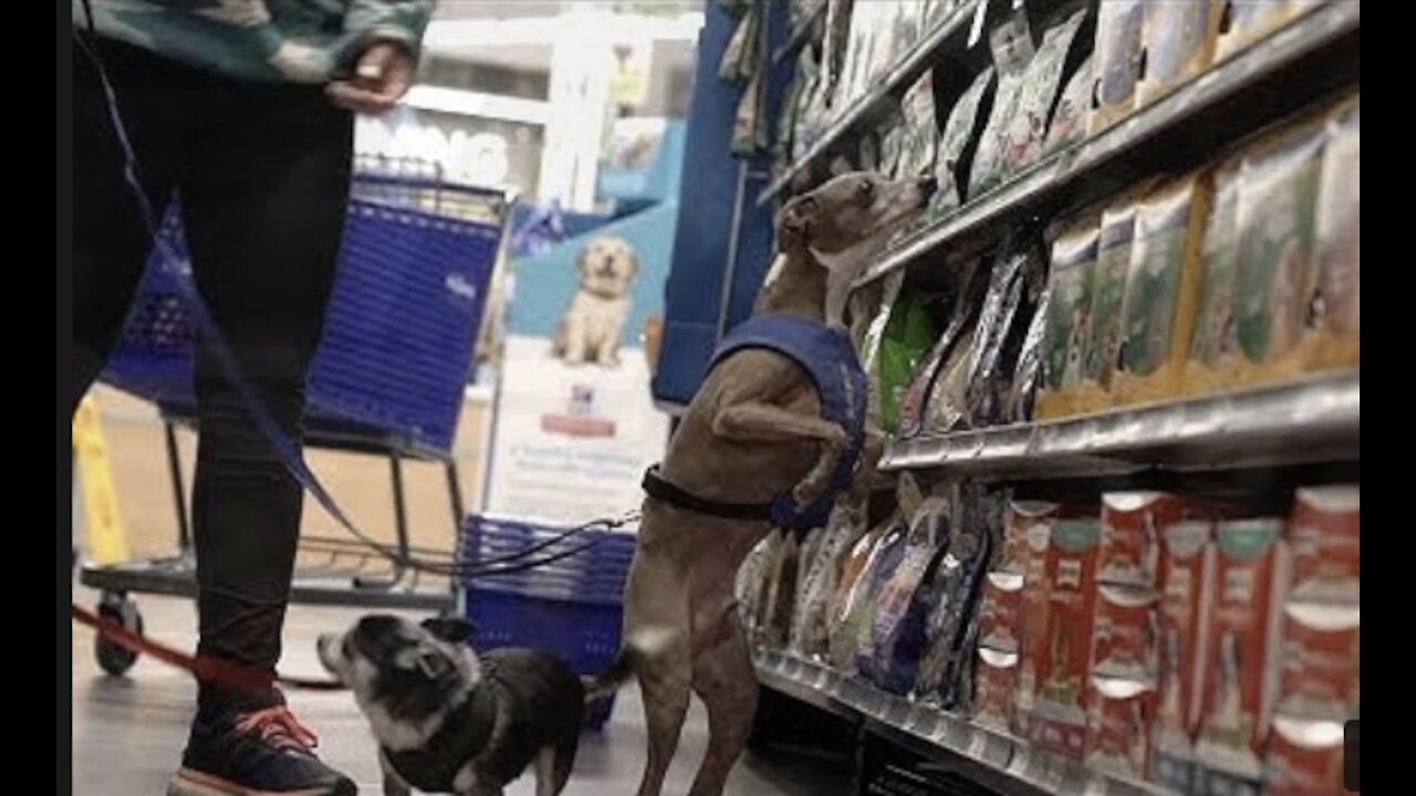 She buying her Dog Everything they touch - very cute