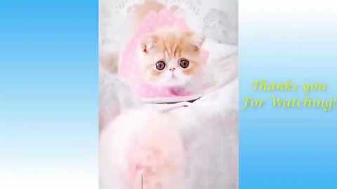 Funny And Cute Cat'S Life - Cats And Owners Are The Best Friends Videos