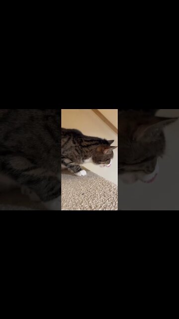 Extremely Cute Cat Behaviour