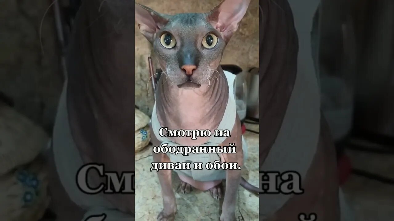 #shorts Смешные Коты Из Тик Тока 98 Funny Cats From Tiktok