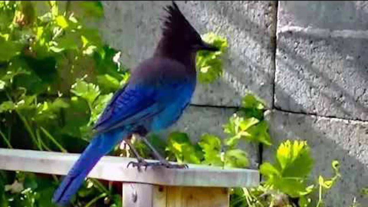 IECV NV #114 - 👀 The Steller's Jay Taking Out The Wasp Bee Hive 6-21-2015