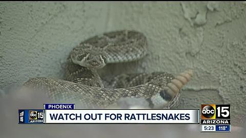 Man gets bitten by rattlesnake while protecting his dog