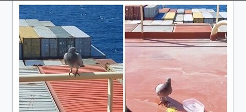 Capitan finds friendly pigeon hundreds of miles from shore