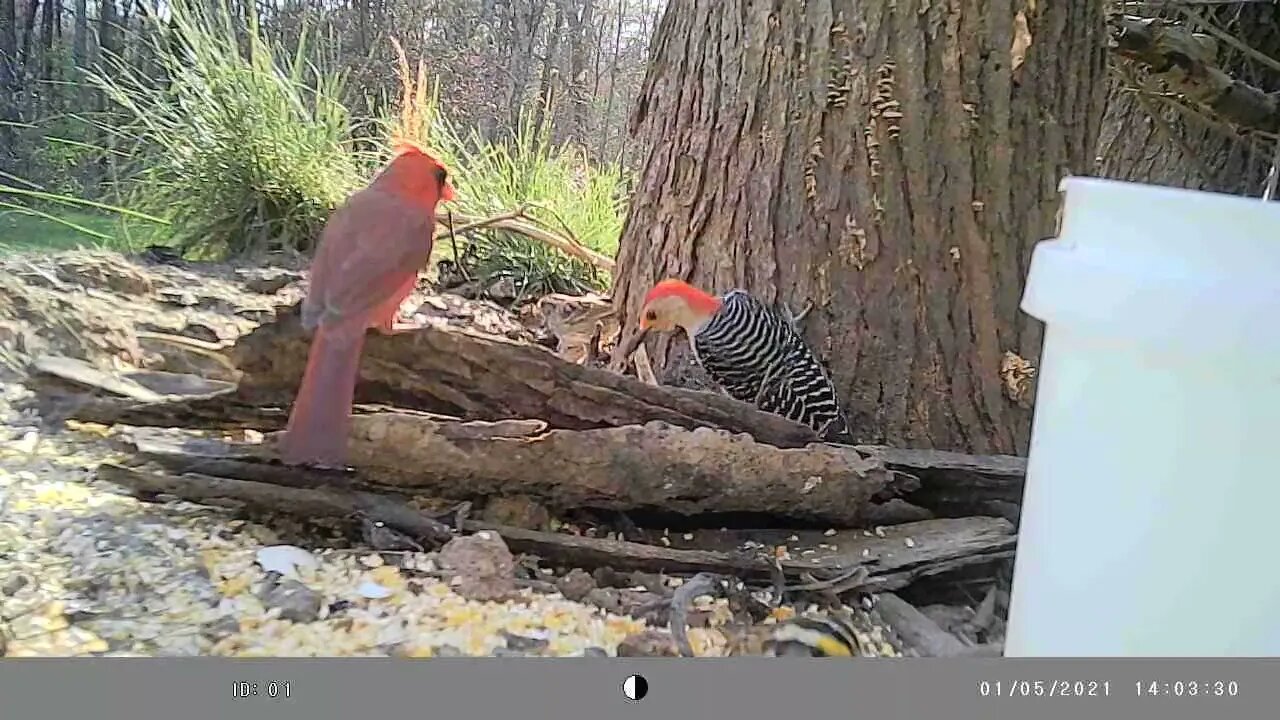 Cardinal 🐦makes woodpecker🐦nervous😳#cute #funny #animal #nature #wildlife #trailcam #farm #homestead