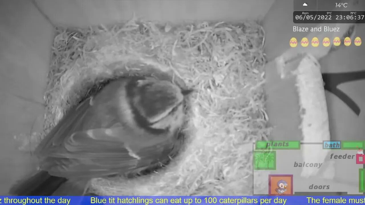 Blue Tit Mother Warns the Rain Off her Box, Falls Asleep