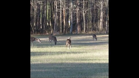 Deer Herd