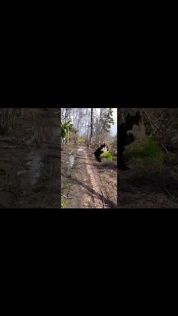 So Many Trees Ripped out of the Ground