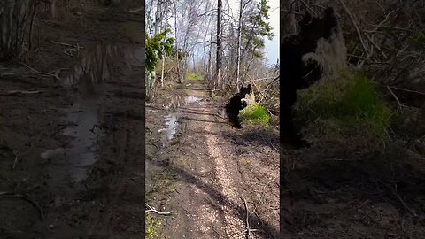 So Many Trees Ripped out of the Ground