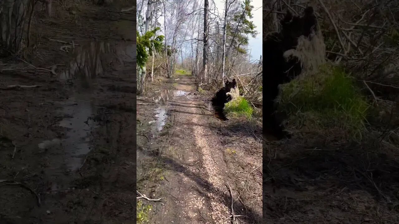 So Many Trees Ripped out of the Ground