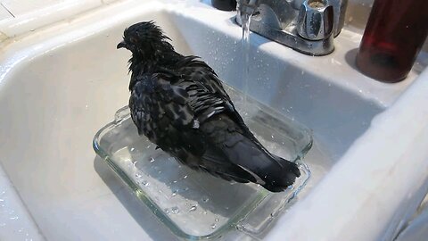 Clover Gives Herself a Bath