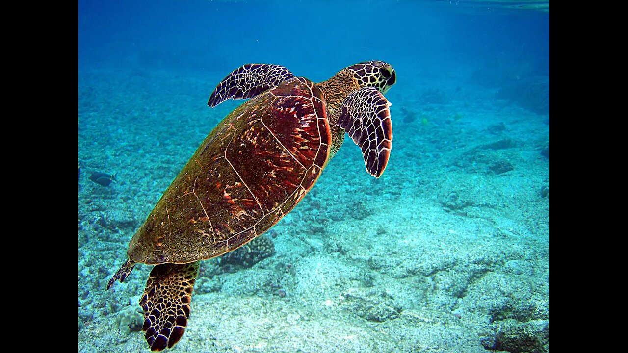 Sea Turtle Diving