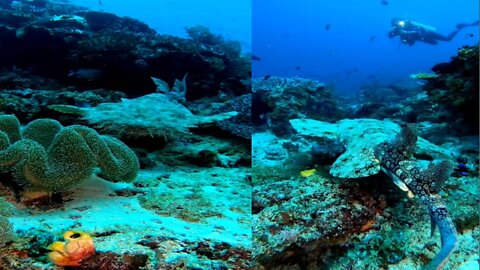 Wobbegong Shark