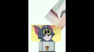 tom e jerry desenho #shorts