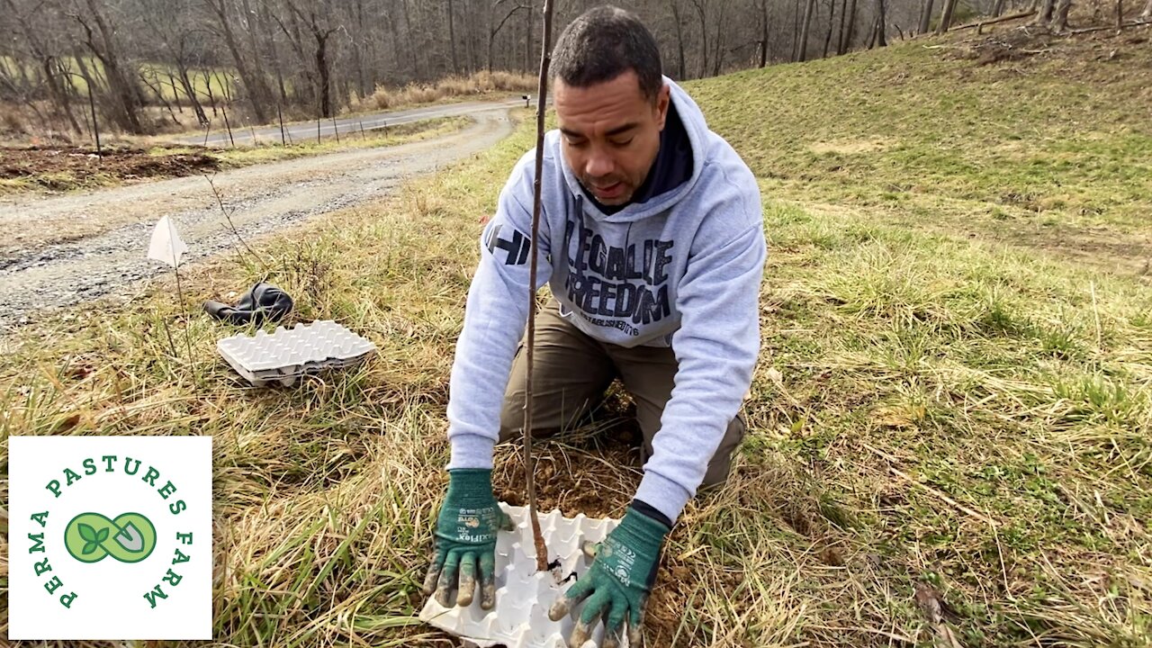 Expanding The Permaculture Orchard