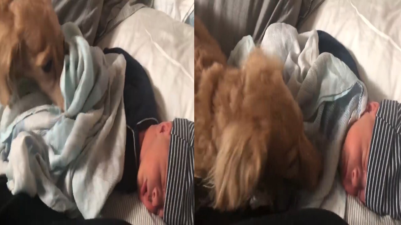 Dog Trying to Cover Sleeping Baby with Blanket