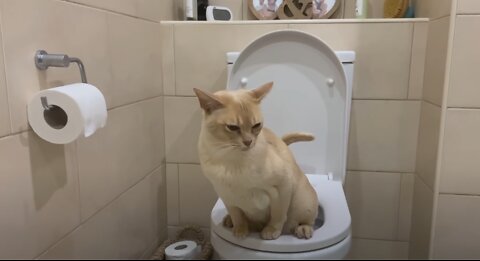 HOW I TRAINED MY CAT TO USE TOILET!?