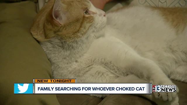 Family searching for person who choked cat