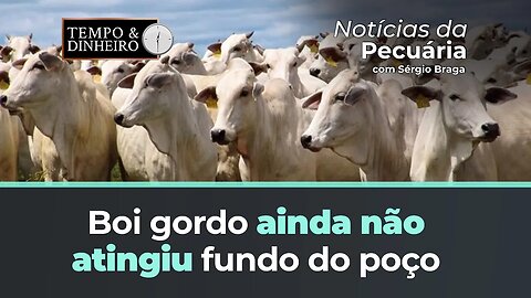 Boi gordo ainda não atingiu fundo do poço mesmo com negócios abaixo de R$195 por arroba