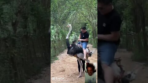 Ito nalang sakyan natin Wala pang gasoline