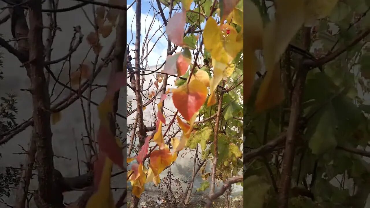 Apricot Tree Beauty Of Winters