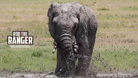 Elephant Families Meet At A Mud-wallow | Ol Pejeta | Zebra Plains On Tour