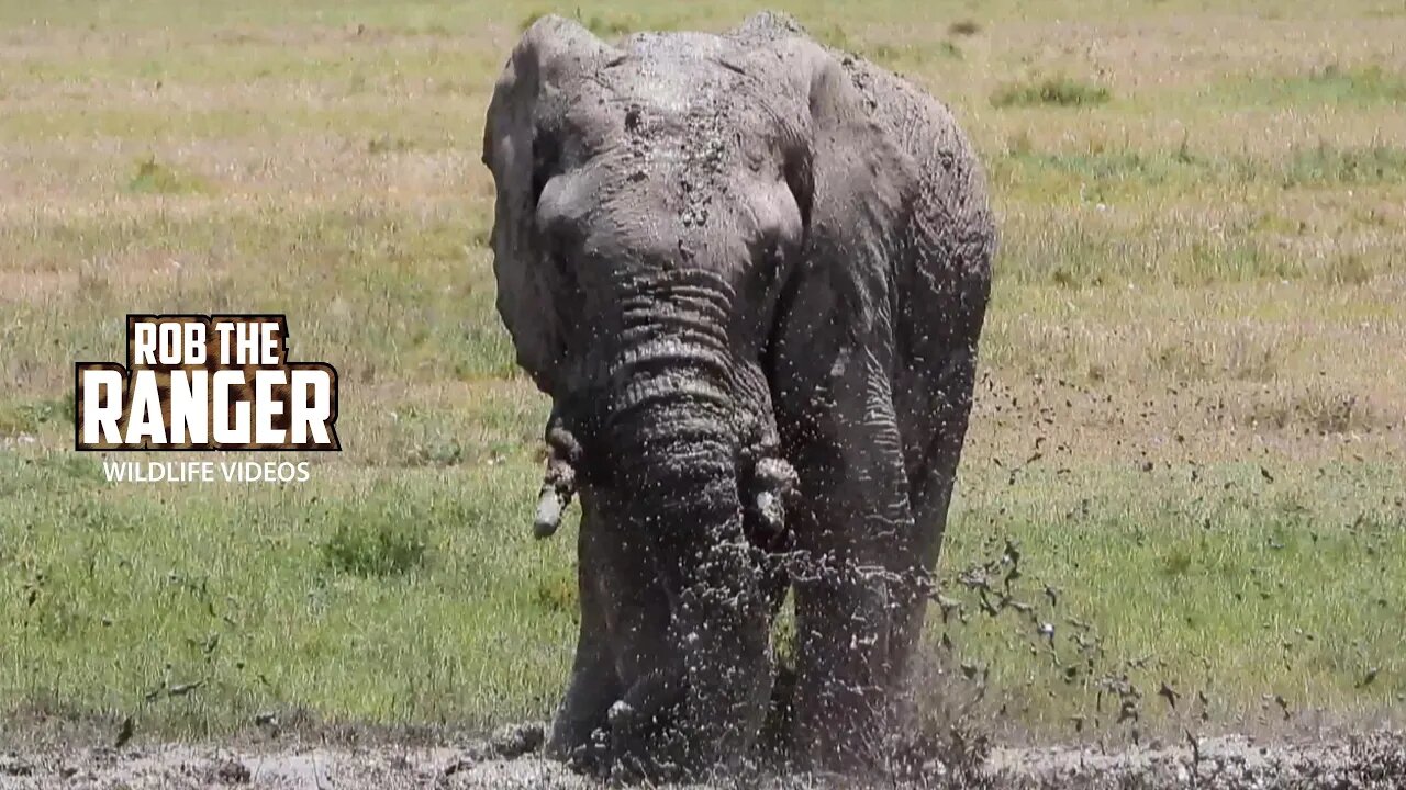 Elephant Families Meet At A Mud-wallow | Ol Pejeta | Zebra Plains On Tour