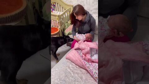 The dog and the cat first meet the newborn child of their owners #shorts
