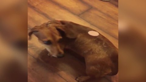 A Tot Girl Teases Her Pup With Some Fake Cookies