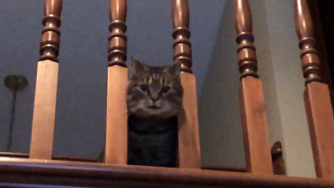 January 28, 2022 - Friday Stock Tips from Belle Bells The Cat