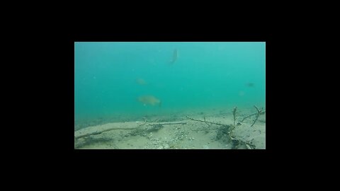 bass in a clear lake