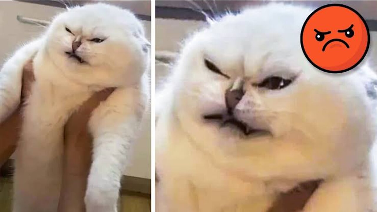 Funniest Cats đš - Don't try to hold back Laughter đ - Funny Cats Life