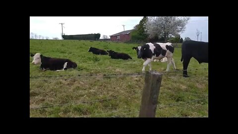 Friendly cow , Bush , Northern Ireland