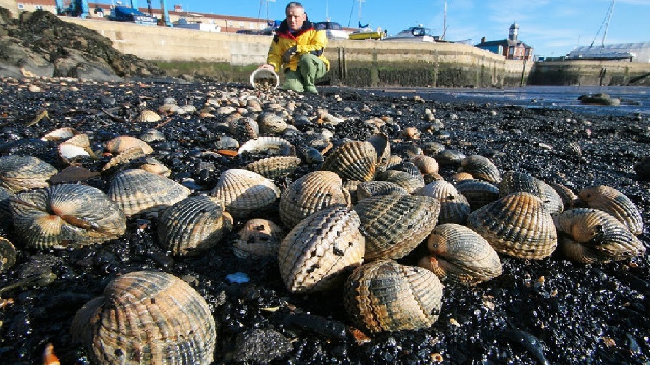 Cockles Harvesting and Processing - Cockles Canned Production Process in Factory