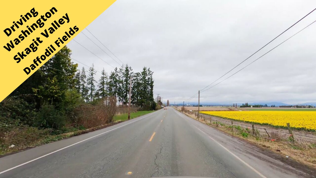 Driving through Skagit Valley Daffodil Fields in Washington