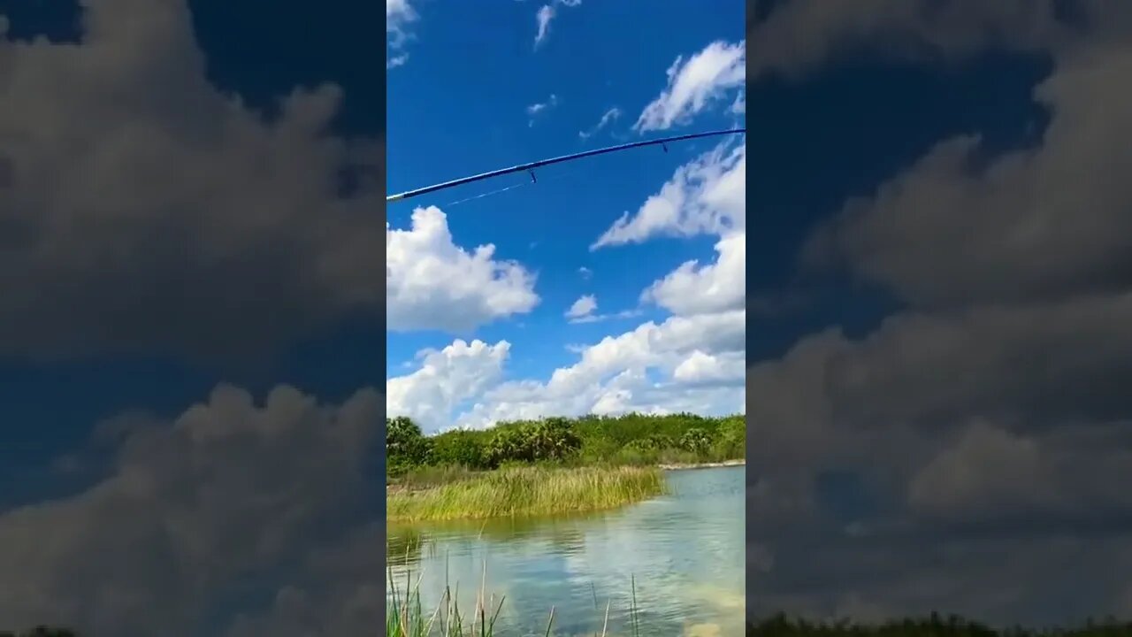 How big is this fish?!?