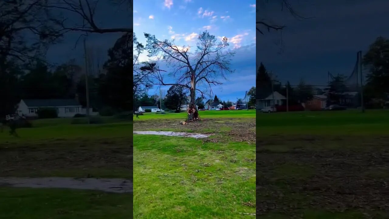 Hurricane Tree Clean Up