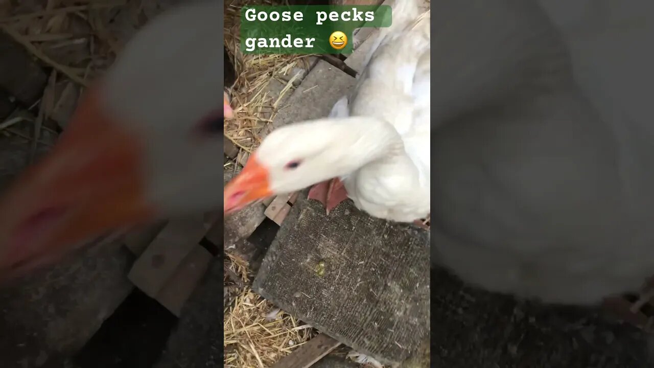 Goose pecks gander when he tries to peck owner 😆😆😆