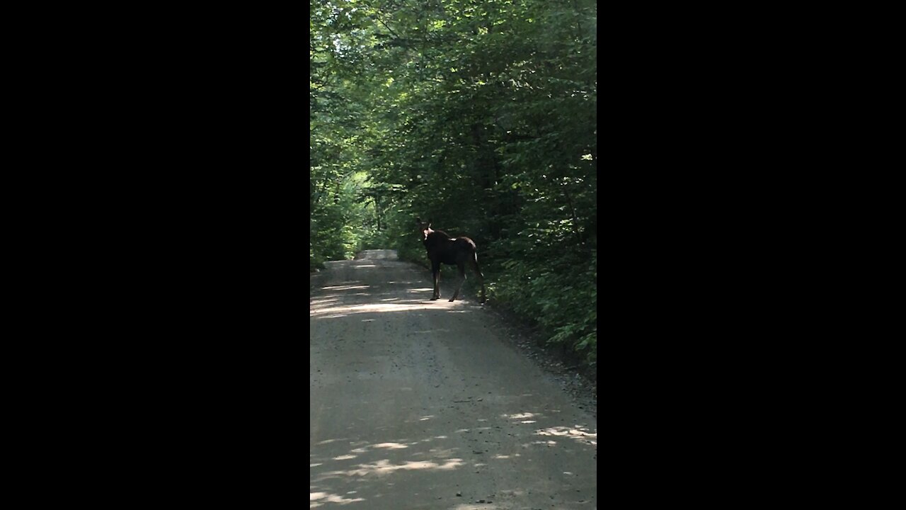 Moose at Baxter Park