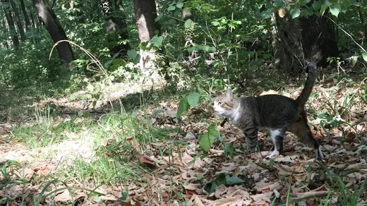 Funny Cat Went Grazing in the Forest