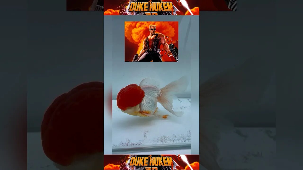 DUKE NUKEM ORANDA RED CAP #goldfish #fancygoldfish #funny #oranda #redcapgoldfish