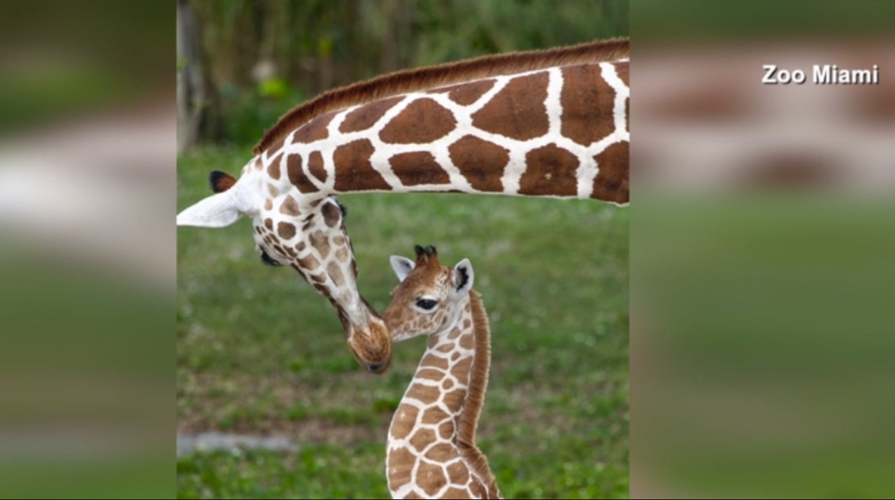 Baby giraffes make debut at Zoo Miami