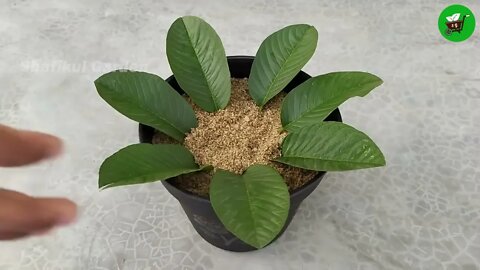 How to grow guava trees from guava leaves